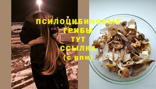 прущие грибы Абаза